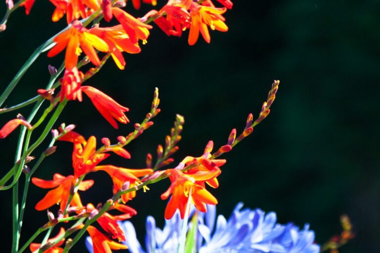 Vibrant red, orange, and blue flowers in harmony against dark background.