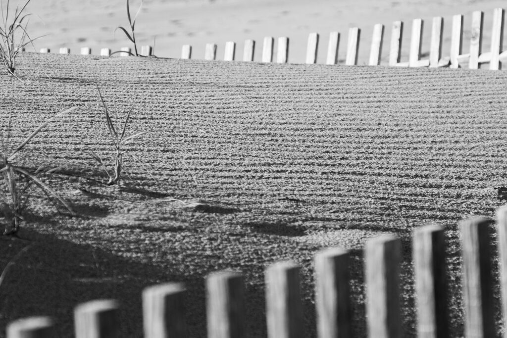 Serene sand dune landscape with wooden fences and plants in black and white.