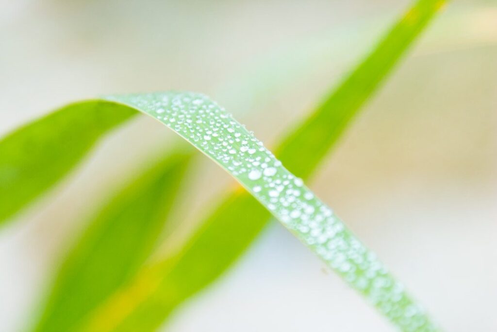 Fresh dew droplets on green grass blade, creating a serene and beautiful natural scene.