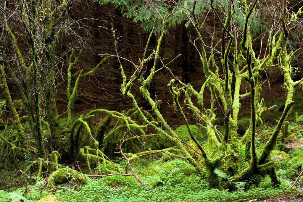 Tranquil moss-covered forest with vibrant shades of green, a serene nature haven.