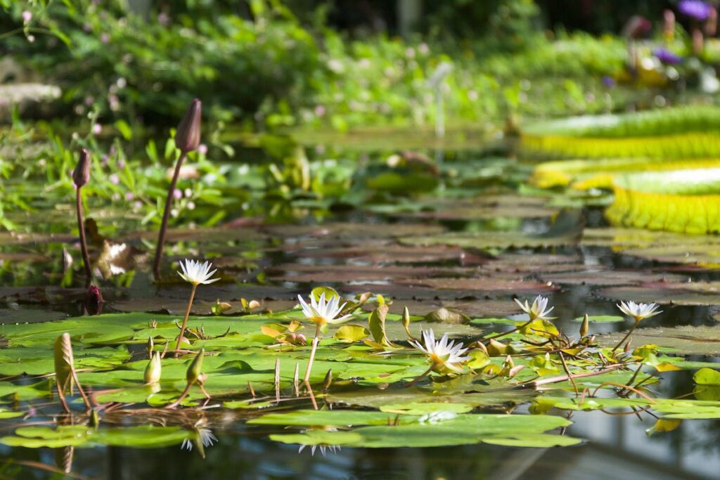 Tranquil Lily Pond with Blooming Water Lilies Reflecting in Clear Water.