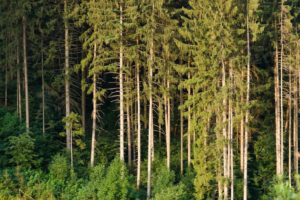 Bosque de coniferas