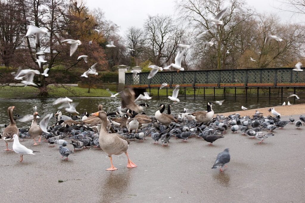 Patos y palomas