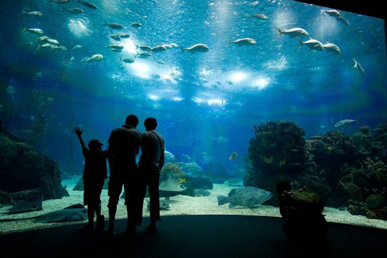 Enchanting family watching mesmerizing marine life in illuminated aquarium exhibit.