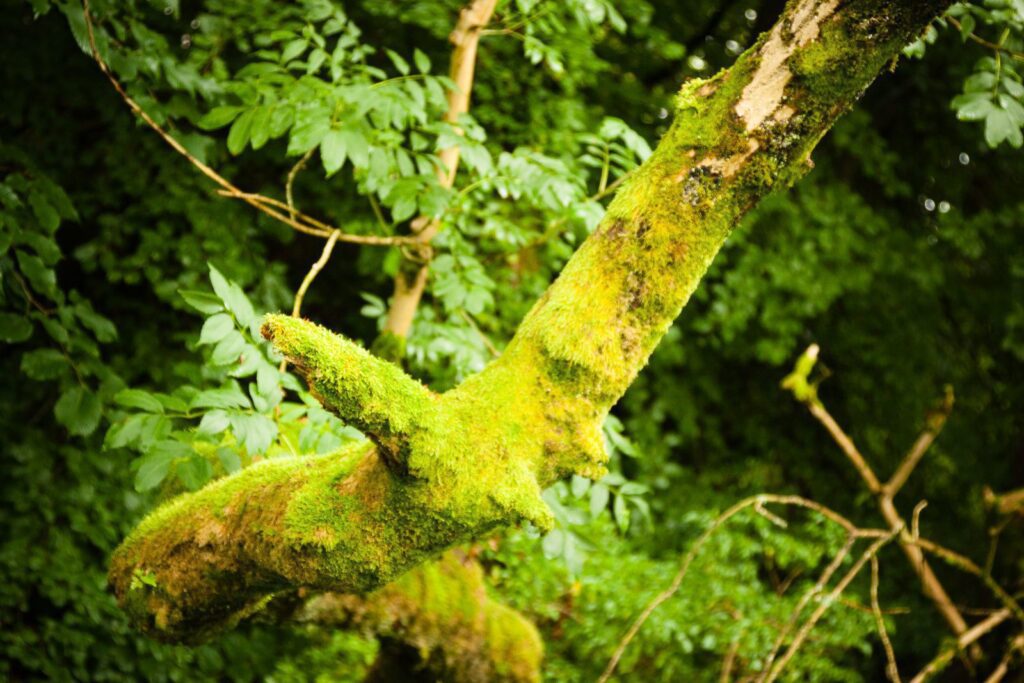 Vibrant green moss-covered branch in lush forest setting.